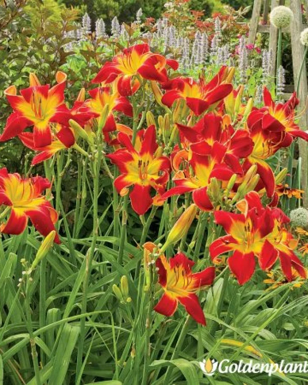 Хемерокалис /Hemerocallis · цвете за леха