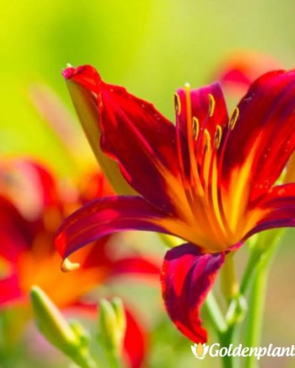 Хемерокалис /Hemerocallis · цвете за леха