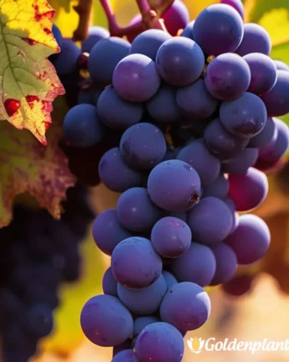 Лоза сорт Каберне Совиньон /Cabernet sauvignon/- ранно зреещ · лоза