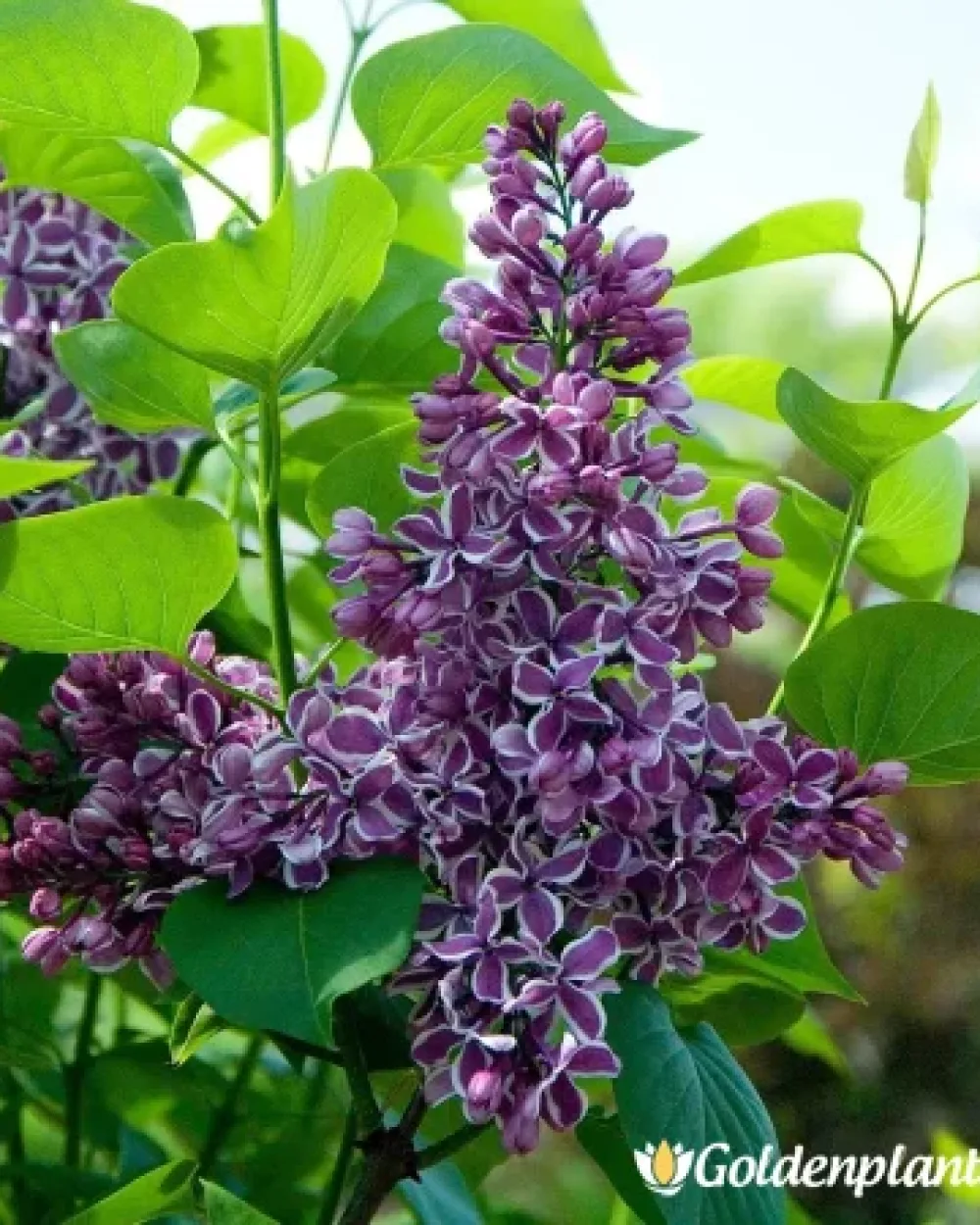 Усещане, люляк