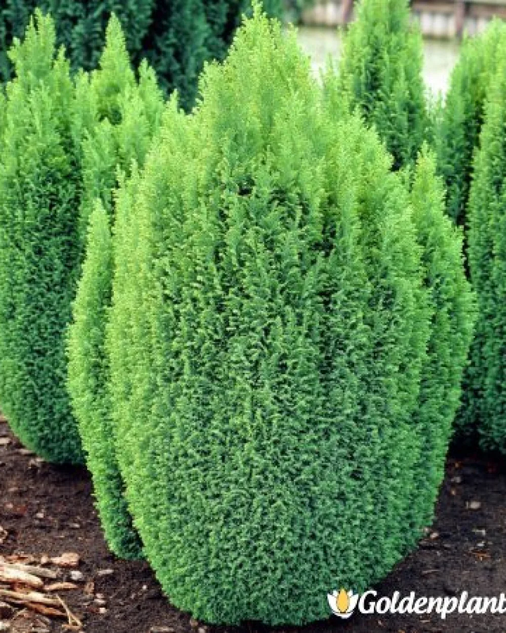 Лъжекипарис Ellwood and ’s Gold · декоративен вид