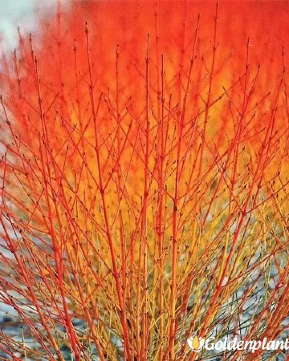 Среднозимен огън, кучешки дрян