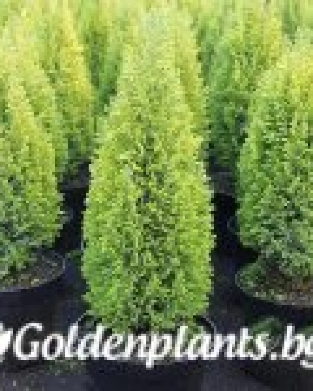 Лъжекипарис Ellwood and ’s Gold · декоративен вид