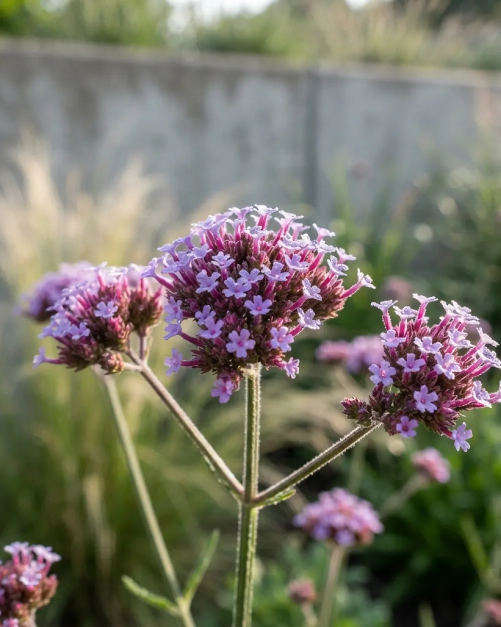Вербена Бонариензис, verbena