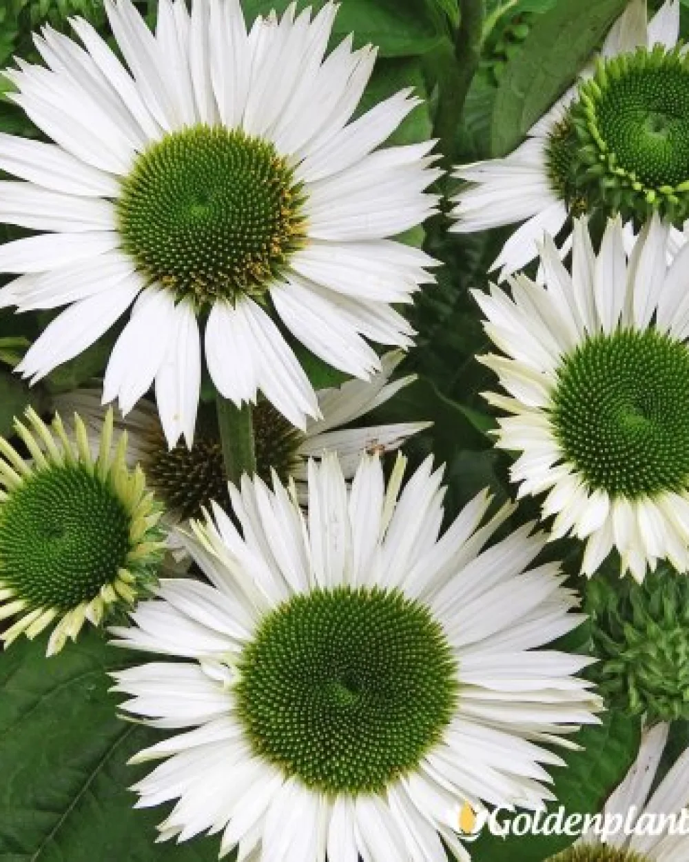 Върджин · ехинацея бяла