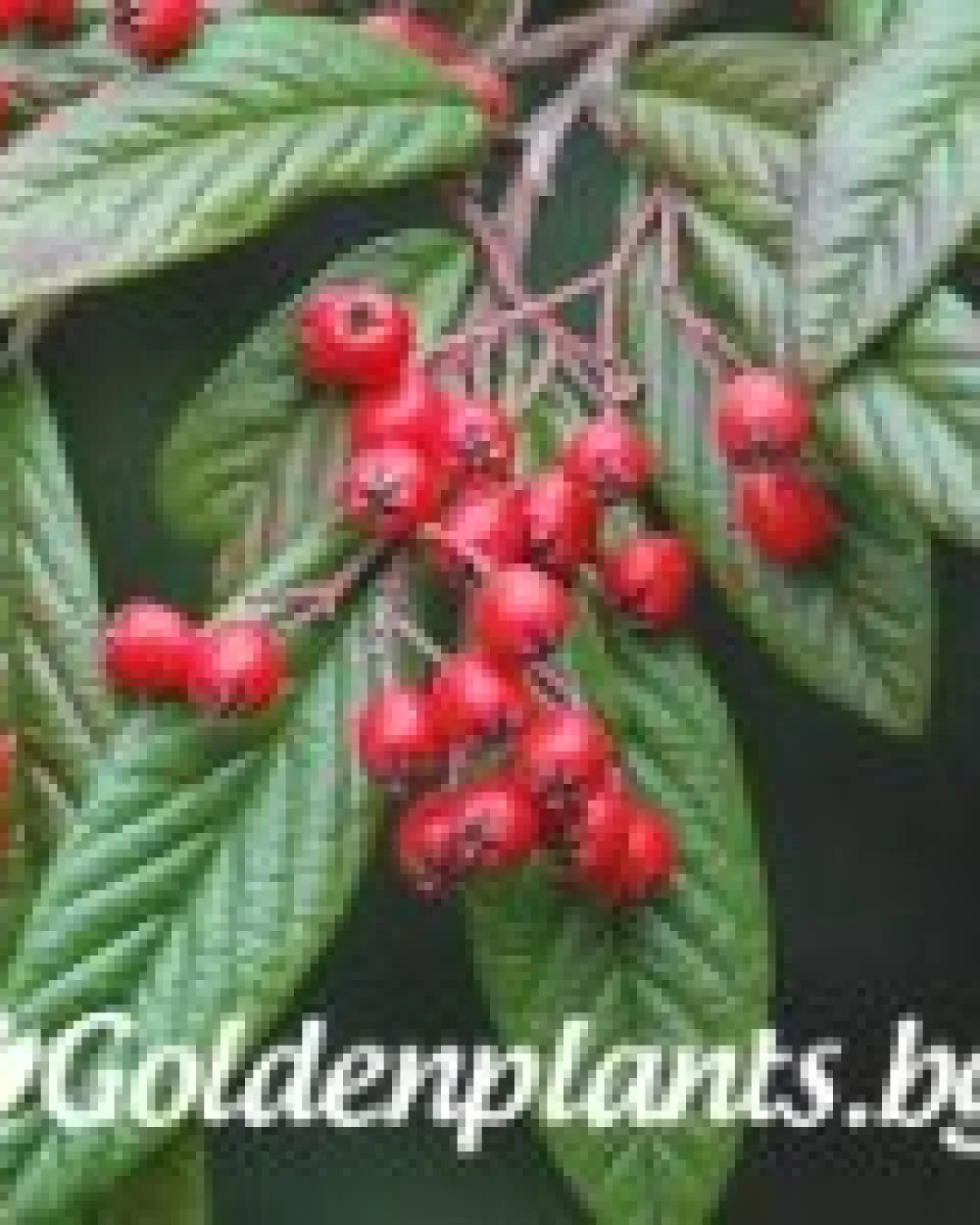 Котонеастър Salicifolia · растение за плет