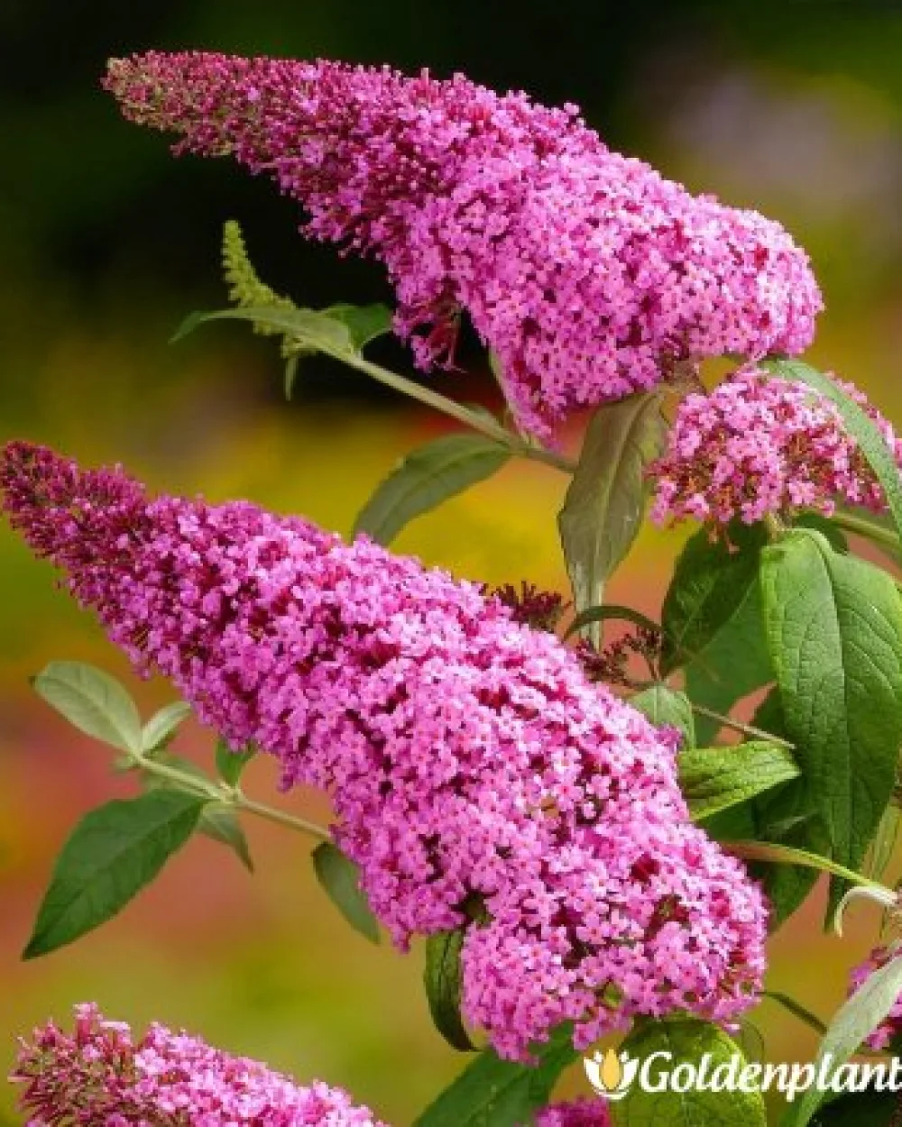 Будлея Розова Наслада · декоративен вид