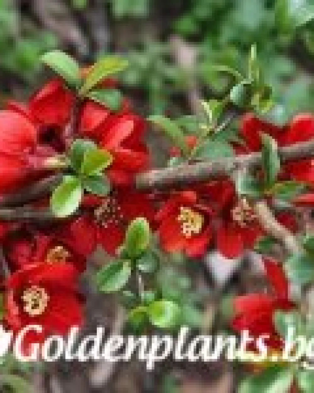 Японска дюля Crimson and Gold · декоративен вид