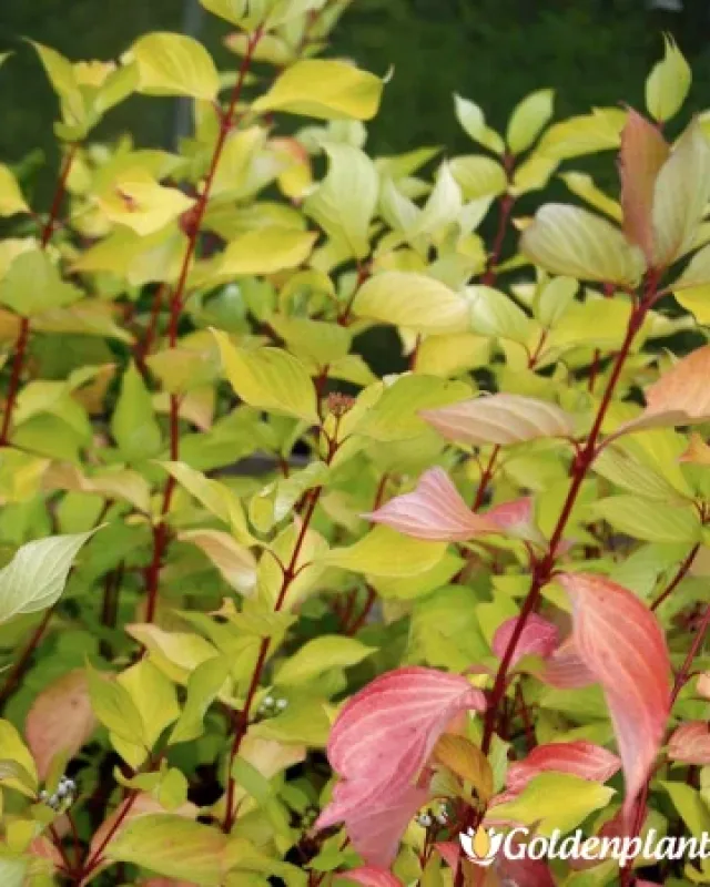 Сибирски Дрян · декоративен вид