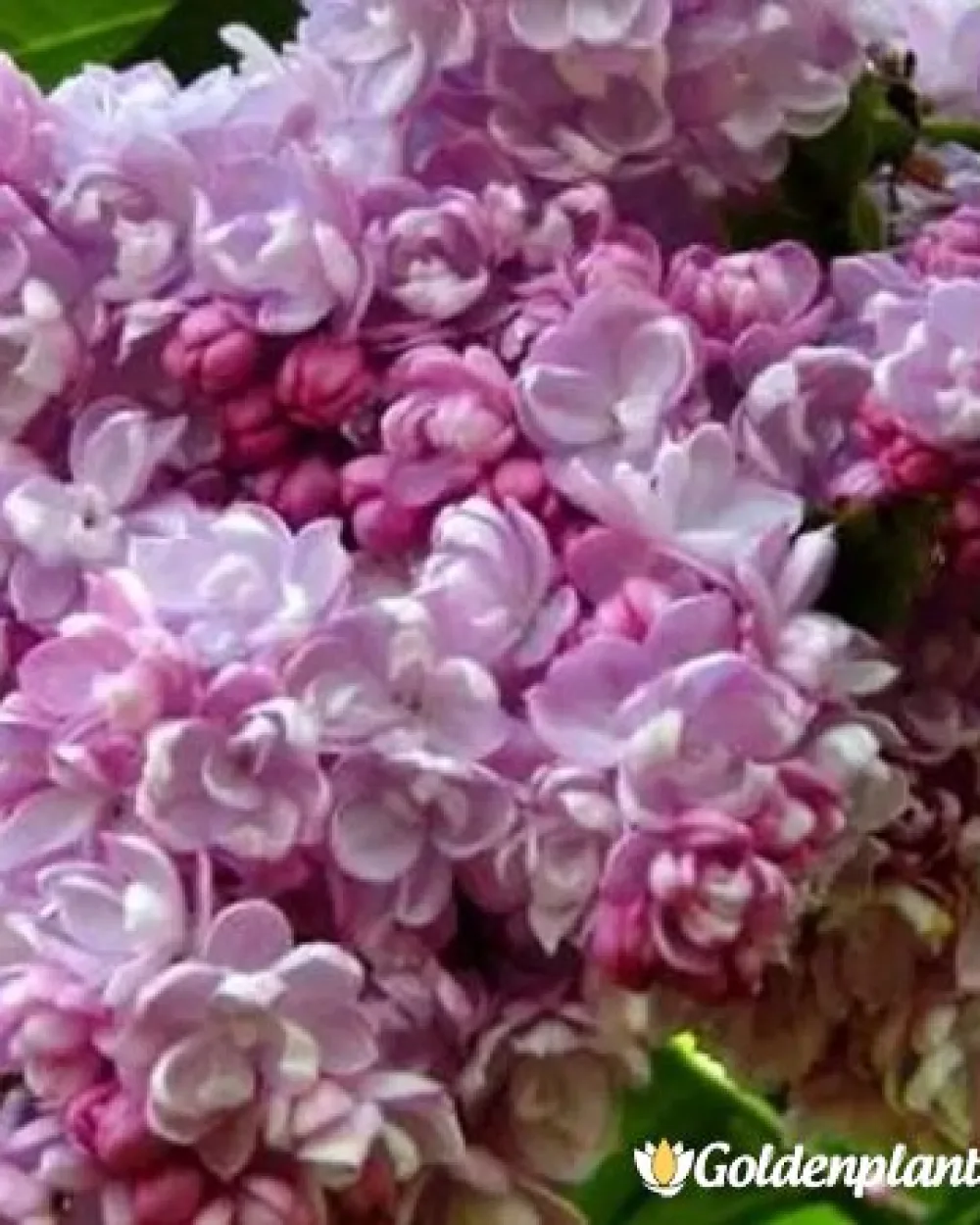 Колхозница · люляк