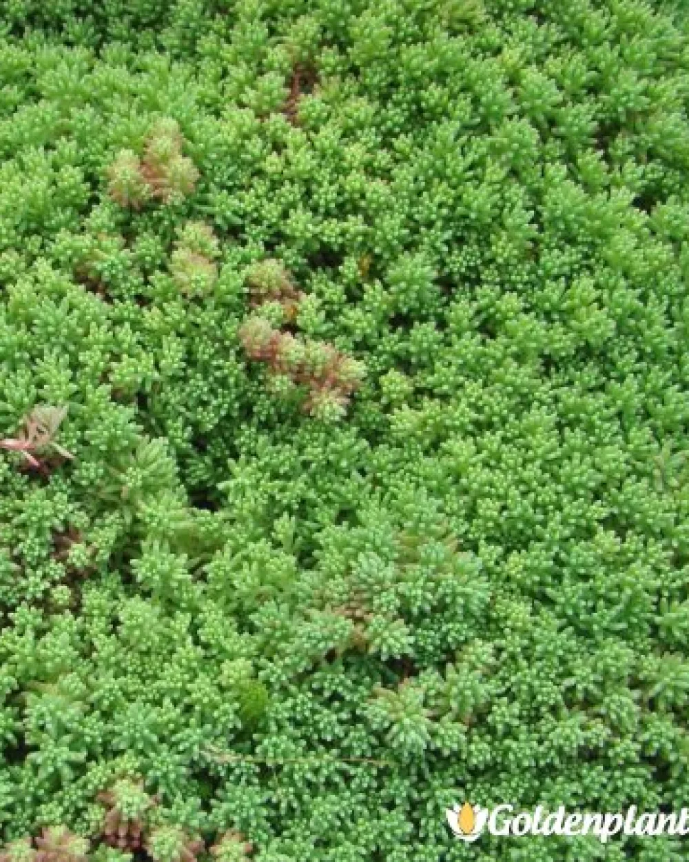 Седум green carpet зелен · растение за двора