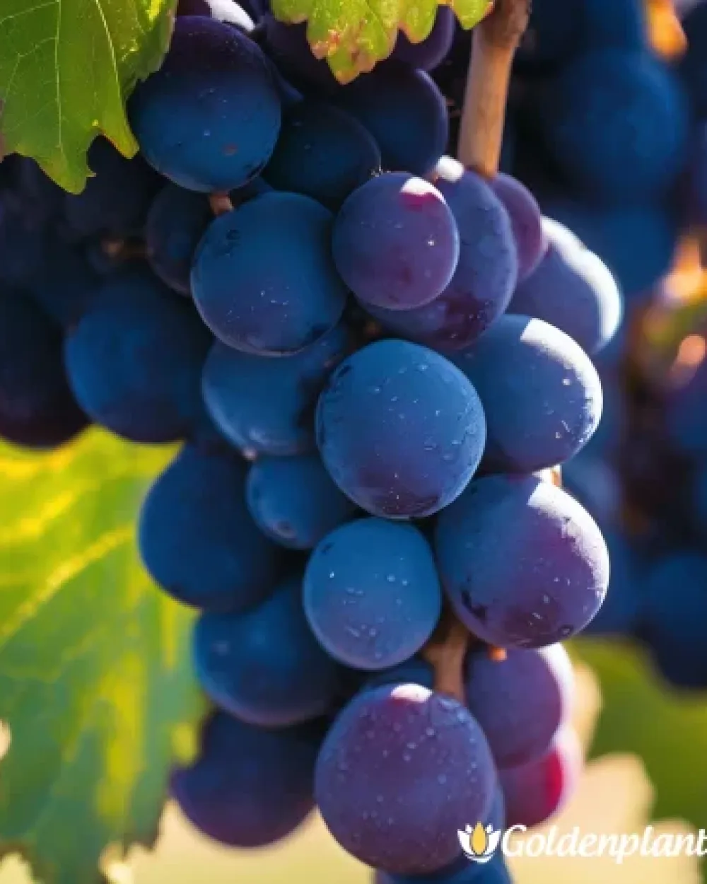 Лоза сорт Сира /Syrah/- ранно зреещ · лоза