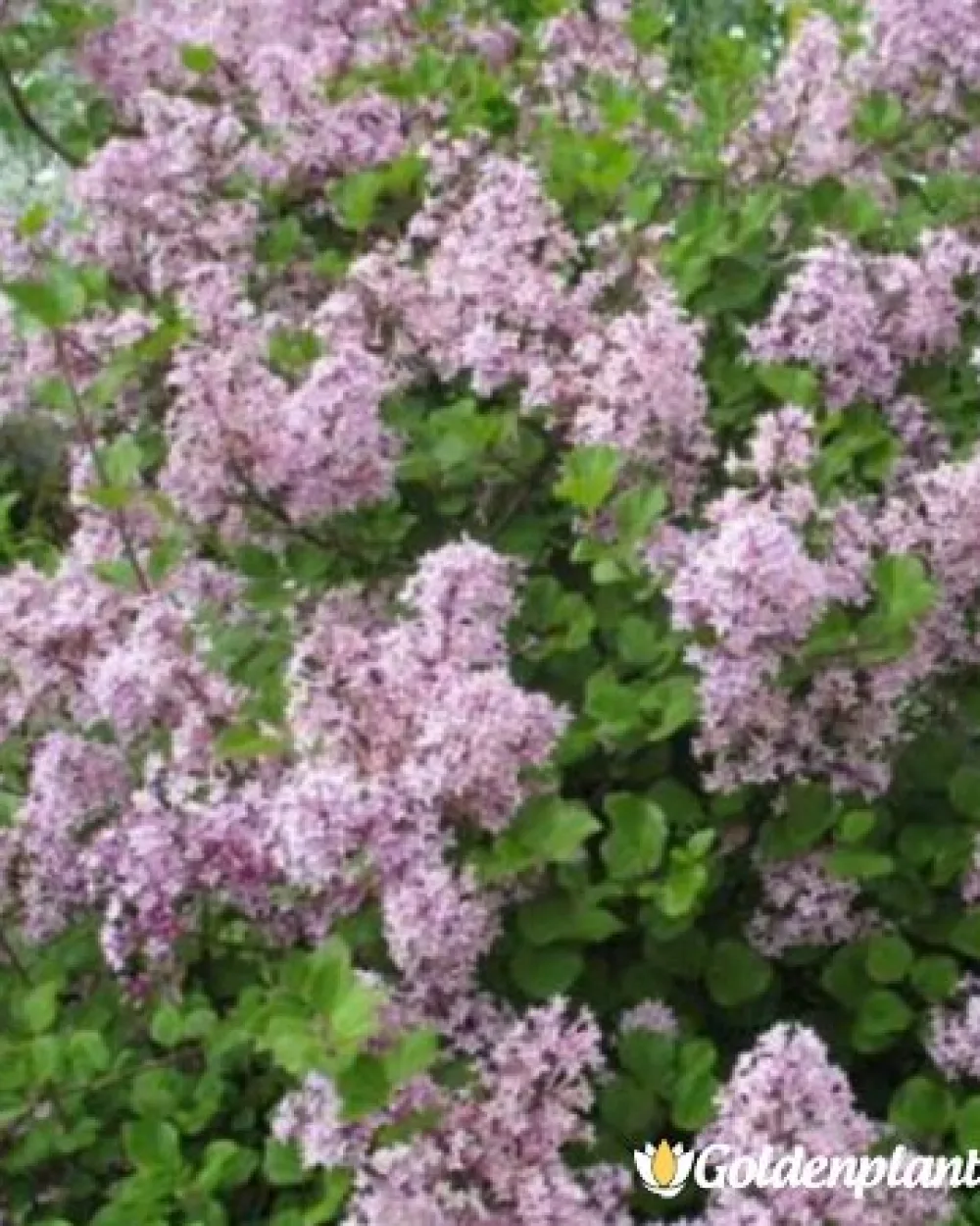Люляк Josee · декоративен вид