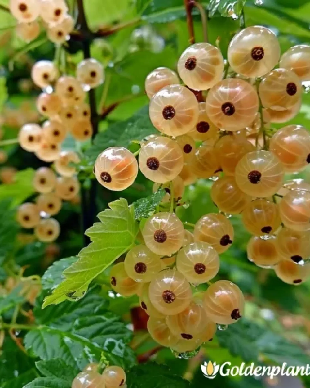 Касис Бял · овощно растение