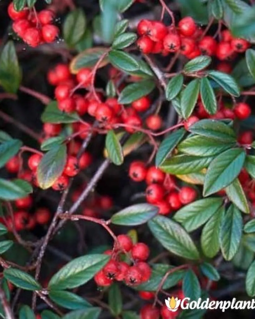 Котонеастър Salicifolia · растение за плет