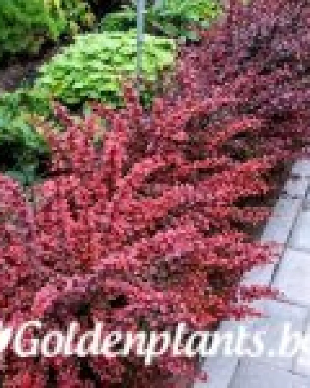 Берберис Golden Ring - 10-15 см · растение за плет