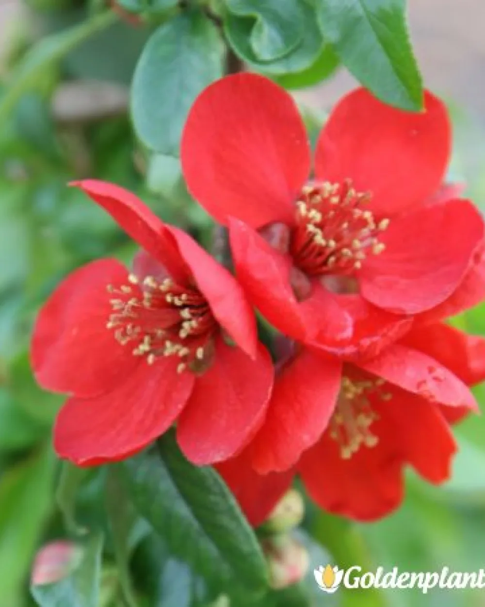 Японска дюля Crimson and Gold · декоративен вид