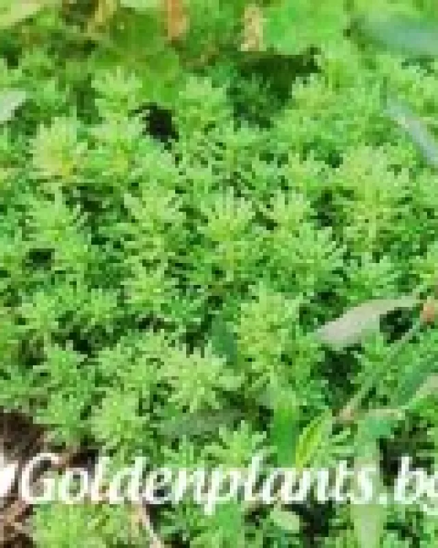 Седум green carpet зелен · растение за двора
