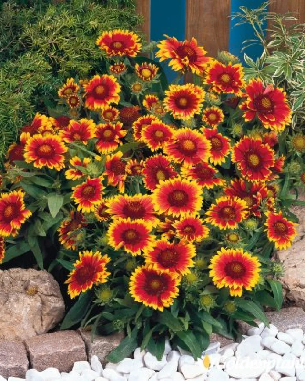 Гайлардия оранжева / Gaillardia · цвете за леха