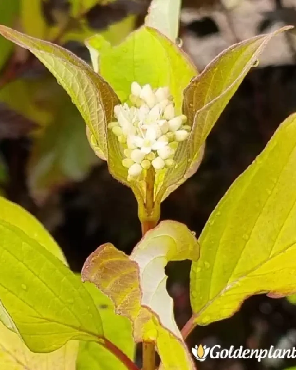Сибирски Дрян · декоративен вид