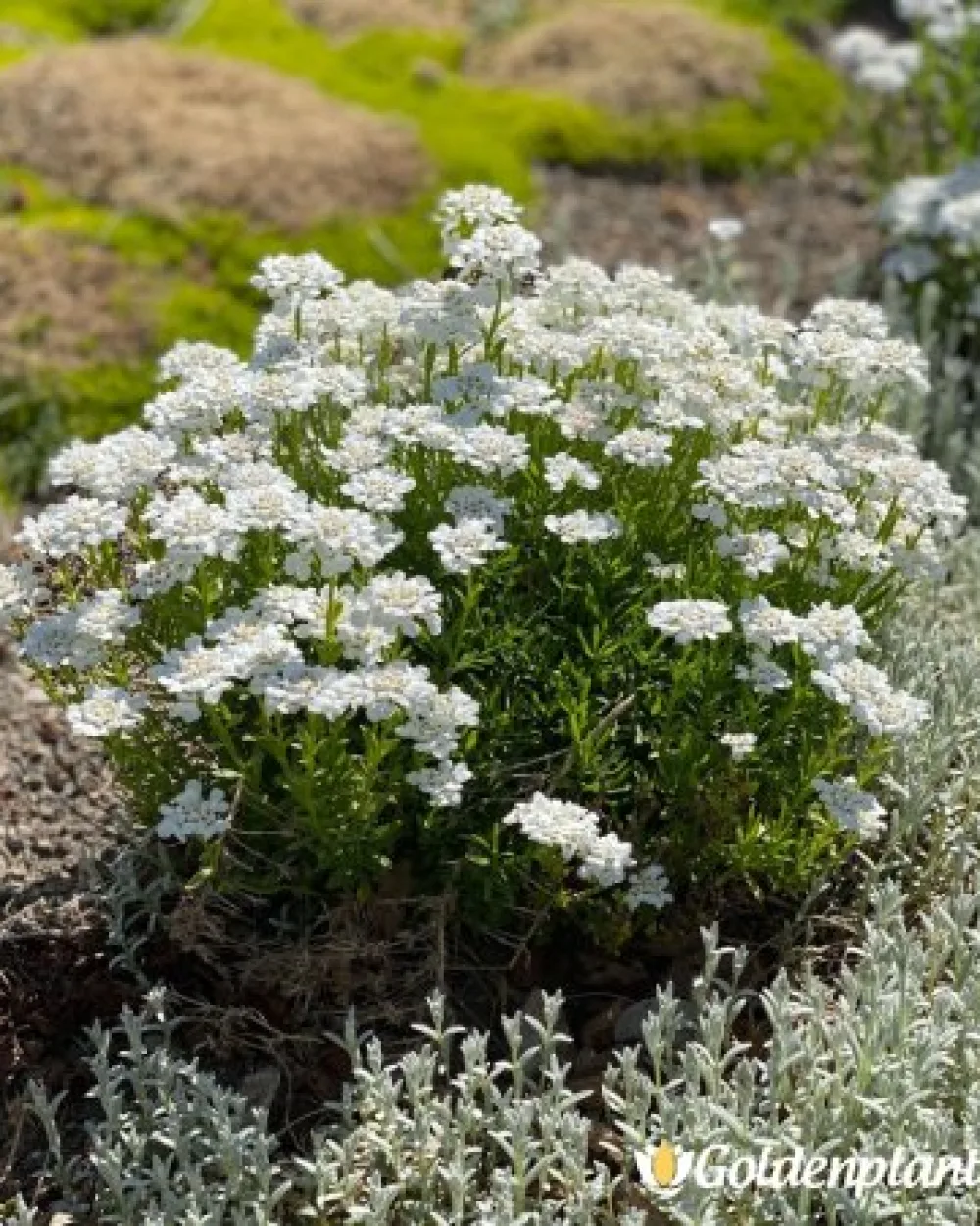 Снежинка · иберис