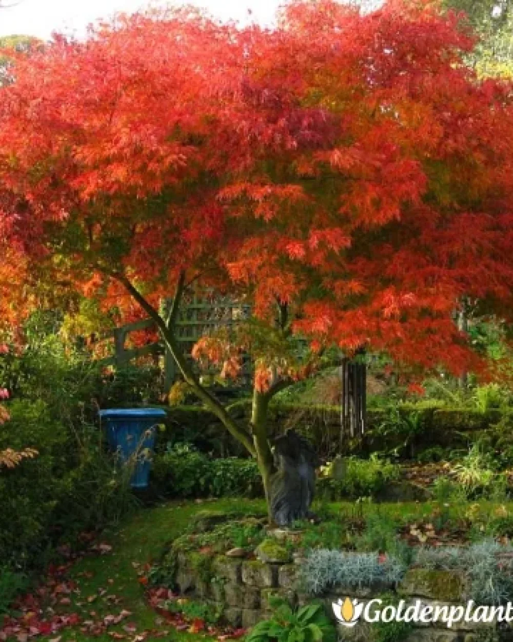 Японски Клен Сейрю · декоративен вид