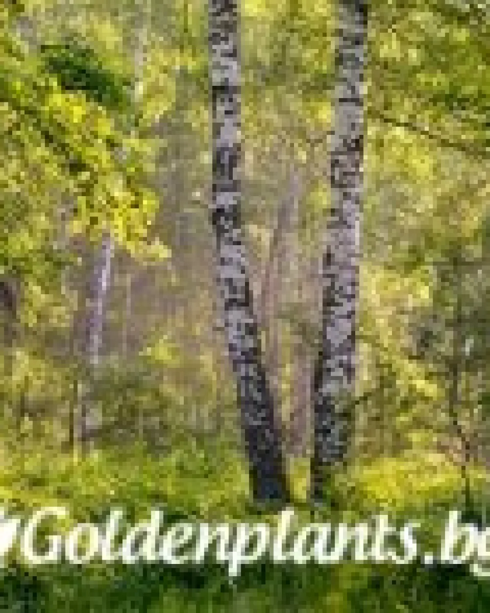 Бреза - 100-120см. · декоративен вид